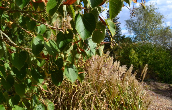 Tilia henryana Szyszył.