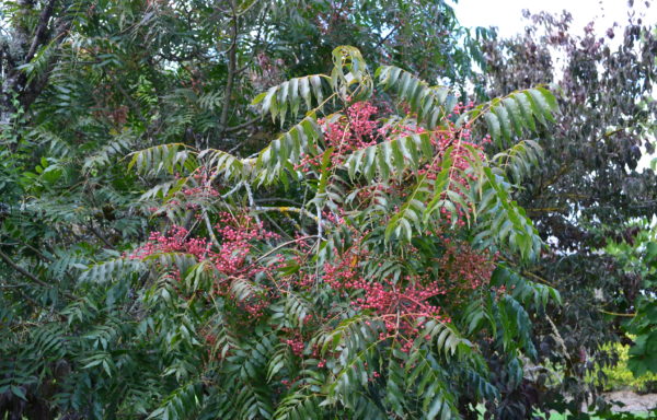 Pistacia chinensis Bunge