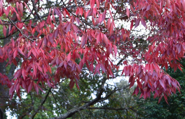 Zelkova serrata (Thunb.) Makino