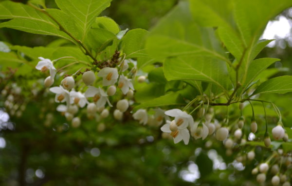 Styrax japonicus Siebold & Zucc.