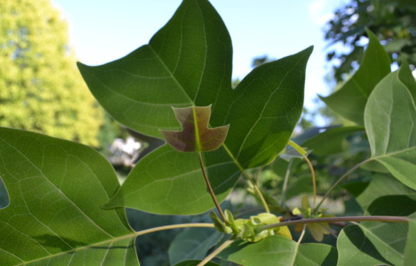 Liriodendron chinense (Hemsl.) Sarg.