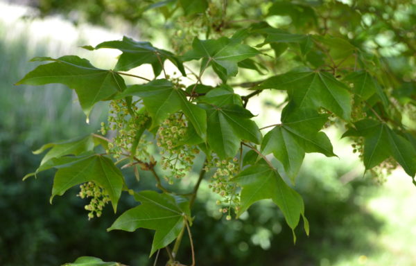 Acer oliverianum Pax