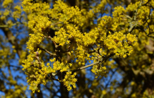 Cornus officinalis Siebold & Zucc.