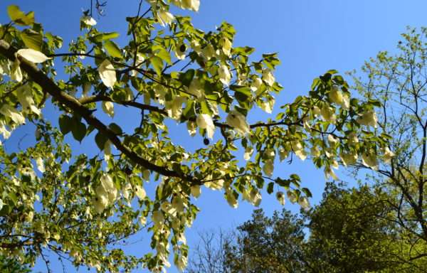 Davidia involucrata Baill.