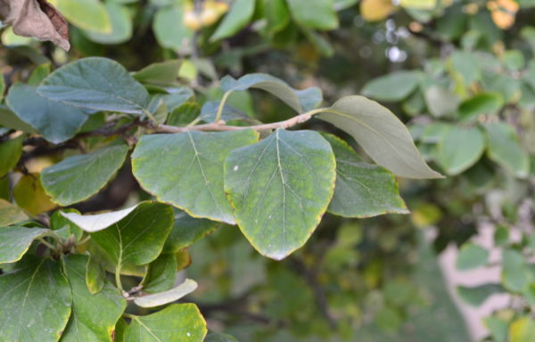 Styrax officinalis L.