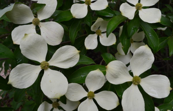 Cornus capitata Wall.