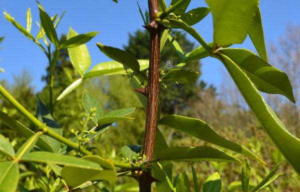 Zanthoxylum armatum DC.