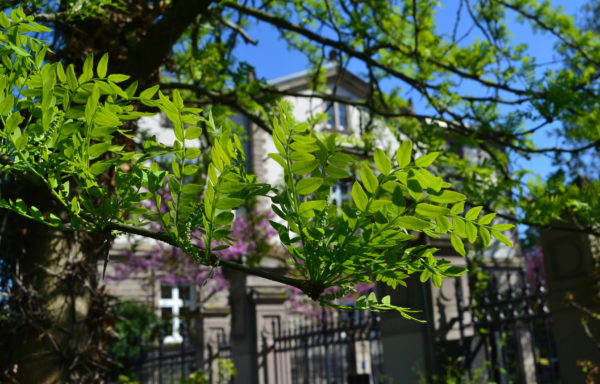 Gleditsia japonica Miq.