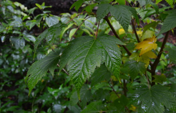 Acer argutum Maxim. ex Miq.