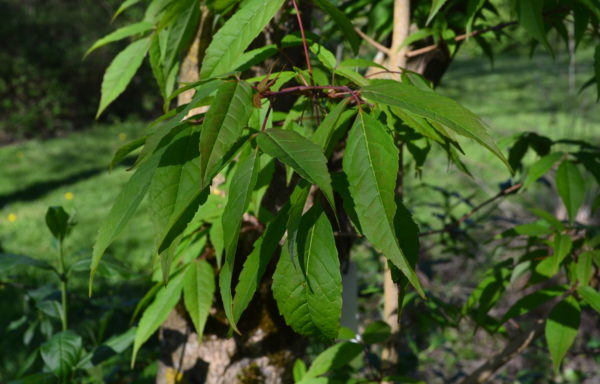 Acer mandshuricum Maxim.