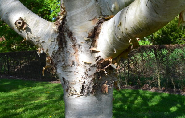 Betula ermanii Cham.