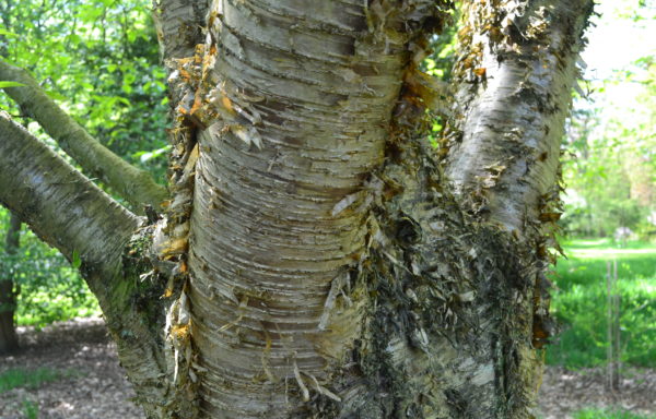 Betula lenta L.