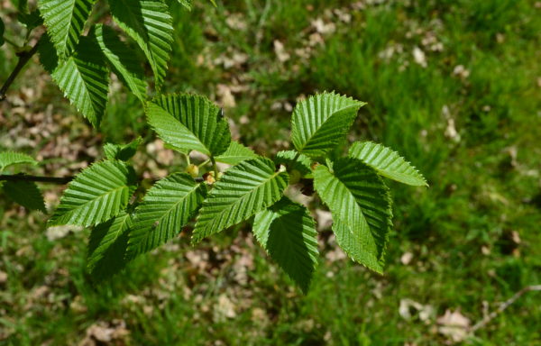 Betula grossa Siebold & Zucc.