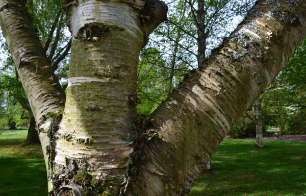 Betula maximowicziana Regel.