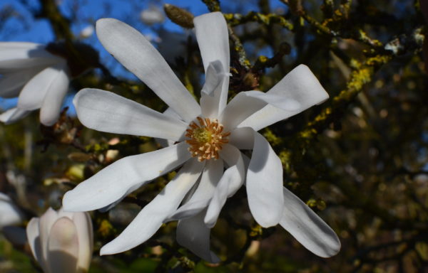 Magnolia stellata (Siebold & Zucc.) Maxim.