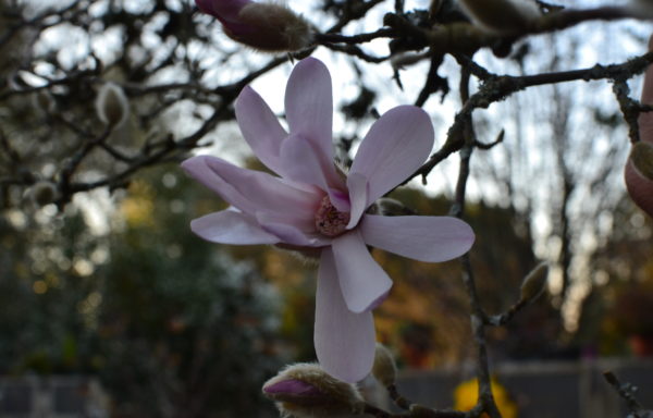 Magnolia x loebneri ‘Leonard Messel’