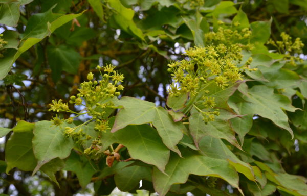 Acer cappadocicum Gled.