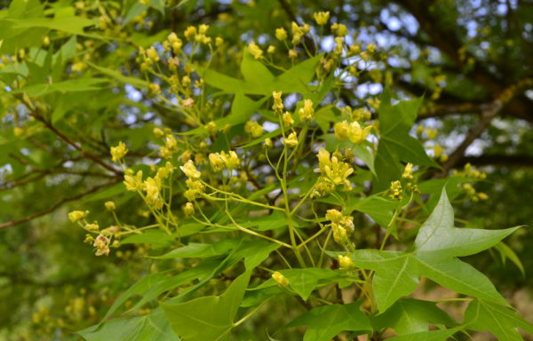 Acer truncatum Bunge
