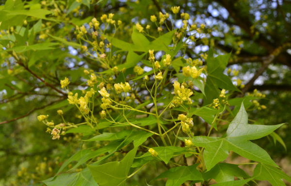 Acer truncatum Bunge