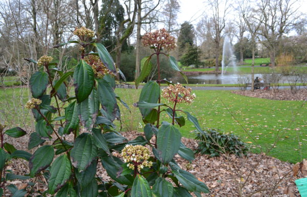 Viburnum cinnamomifolium Rehder