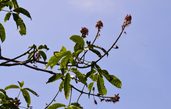 Aesculus chinensis var. wilsonii (Rehder) Turland & N.H.Xia