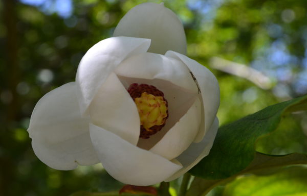 Magnolia sieboldii K.Koch