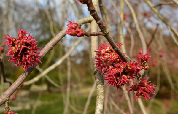 Acer rubrum L.