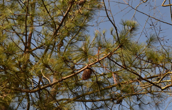 Pinus coulteri D.Don.