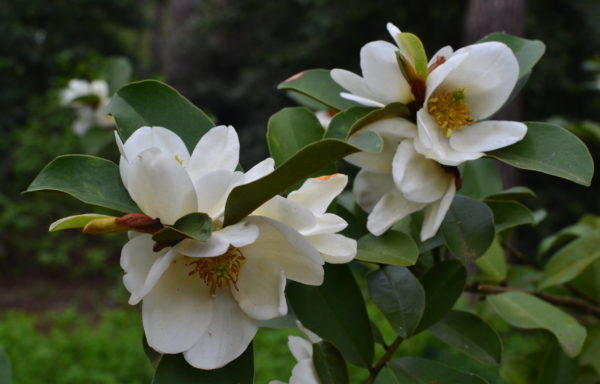 Magnolia yunnanensis (Hu) Noot.