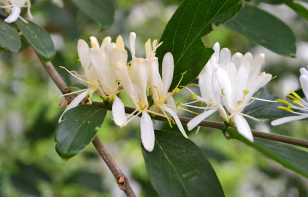 Lonicera maackii (Rupr.) Maxim