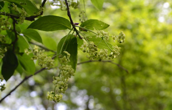 Euonymus sachalinensis (F.Schmidt) Maxim.