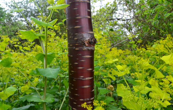 Prunus serrula Franch.