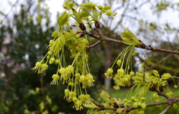 Acer monspessulanum L.