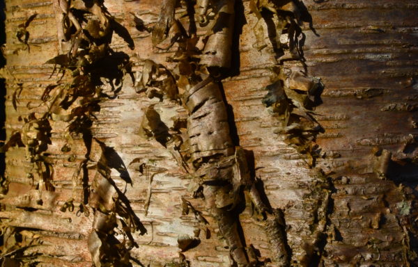 Betula alleghaniensis Britton