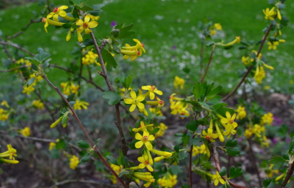 Ribes aureum Pursh