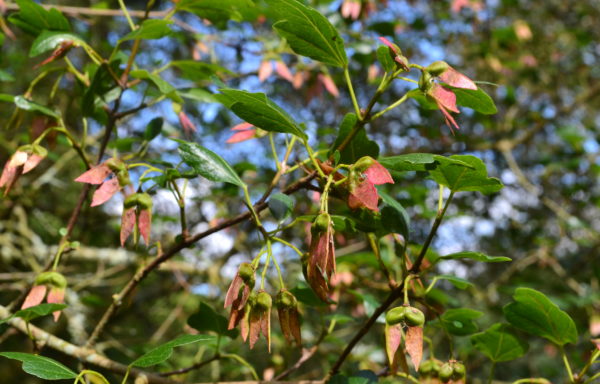 Acer sempervirens L.