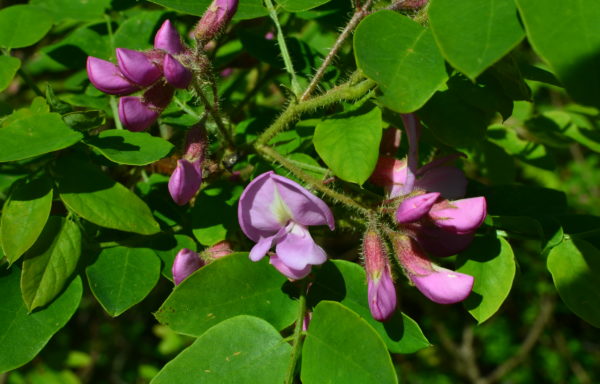 Robinia hispida var. fertilis (Ashe) R.T.Clausen