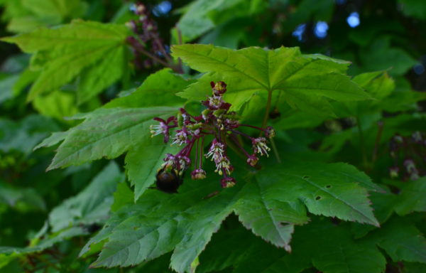 Acer circinatum Pursh.