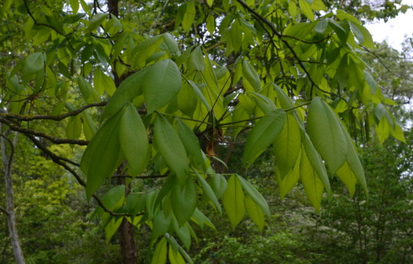 Carya ovata (Mill.) K.Koch