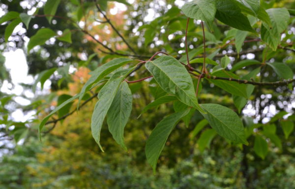 Acer henryi Pax.