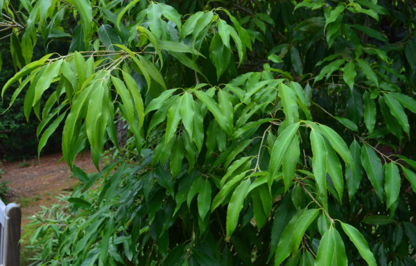 Quercus stenophylloides Hayata