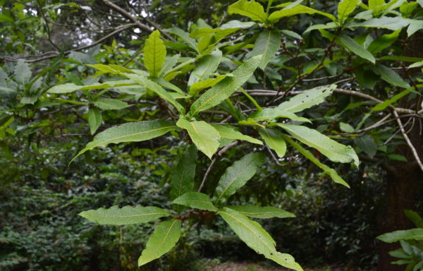 Quercus rysophylla Weath.