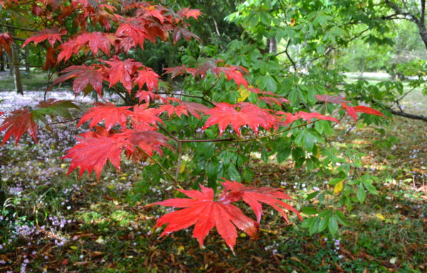 Acer pseudo-sieboldianum (Pax.) Komar.