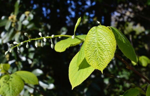 Styrax obassia Siebold & Zucc.