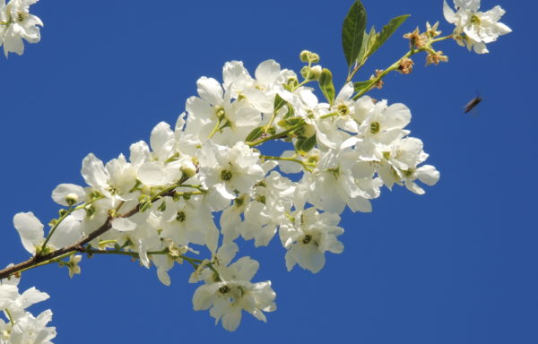 Exochorda racemosa (Lindl.) Rehder