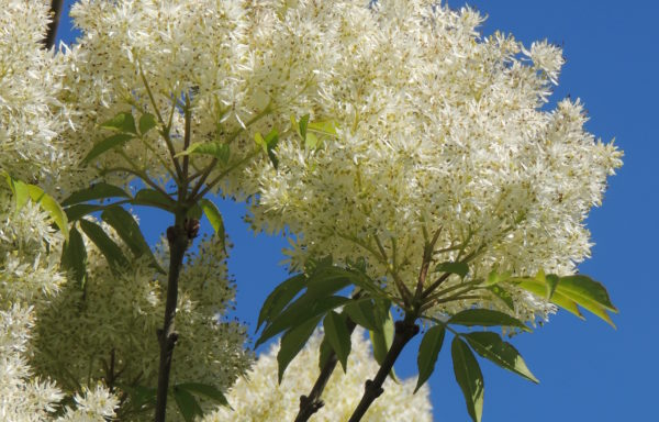 Fraxinus sieboldiana Blume