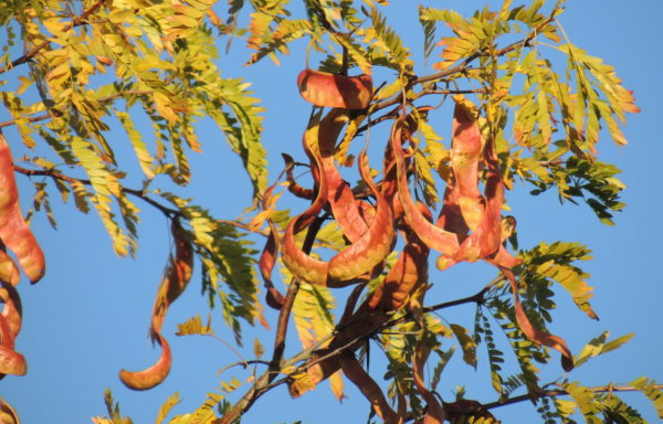 Gleditsia caspica Nakai