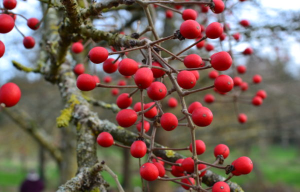 Idesia polycarpa Maxim.