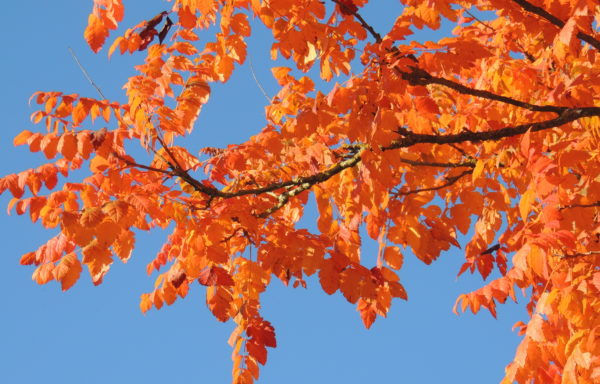 Koelreuteria paniculata Laxm.