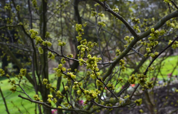 Lindera benzoin (L.) Blume